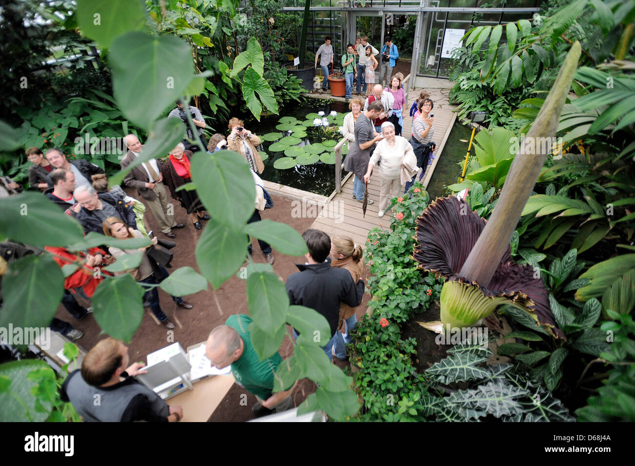 Les visiteurs admirer la floraison de l'arum titan (Amorphophallus titanum) au jardin botanique de Bonn, Allemagne, 15 juillet 2012. Photo : Henning Kaiser Banque D'Images