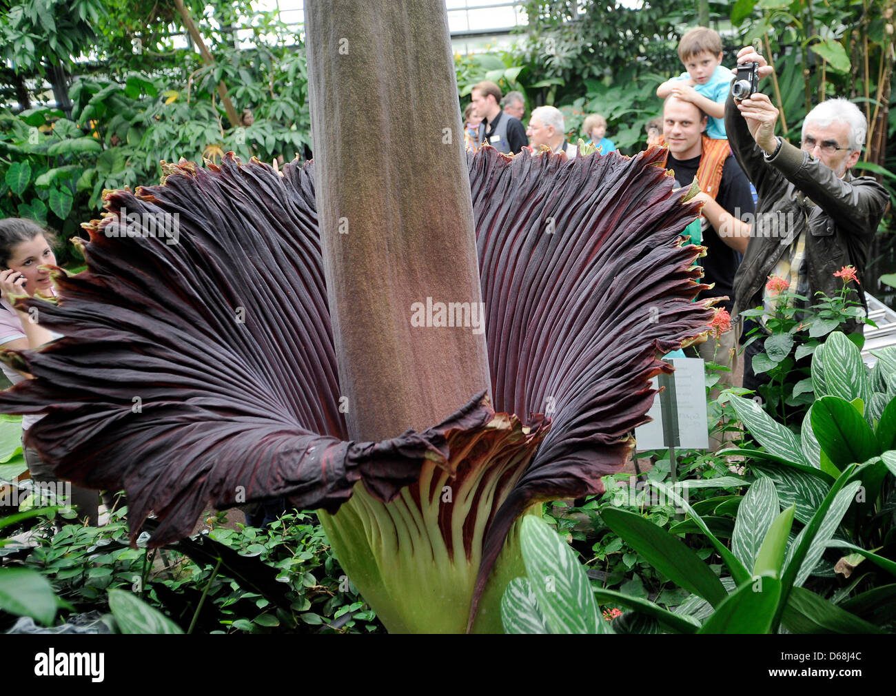Les visiteurs admirer la floraison de l'arum titan (Amorphophallus titanum) au jardin botanique de Bonn, Allemagne, 15 juillet 2012. Photo : Henning Kaiser Banque D'Images