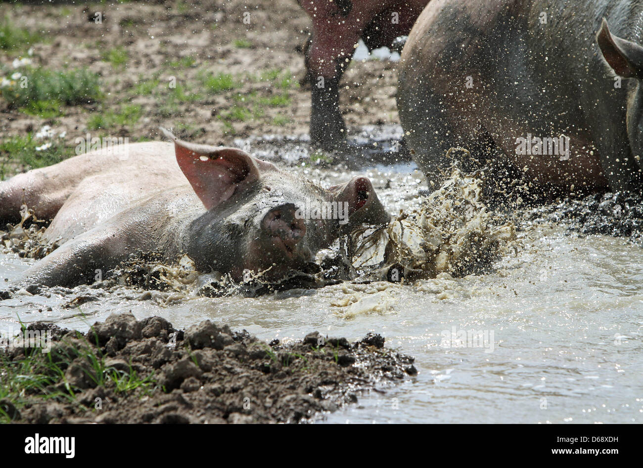 HEDEL - 41 Freude für die 'Bio'-Schweine von Bio-Bauer Andries van den Bogert aus der niederländischen Hedel Stadt der Provinz Gueldre : Am 18.07.2012 Muttersäue durften seine 130 nach einer sehr loniten und nassen Woche zum ersten mal wieder aus dem Stand, um sich der frischen Luft genussvoll im suhlen Matsch zu. Si hat die lange ungewöhnlich Regenperiode in diesem Somme Banque D'Images