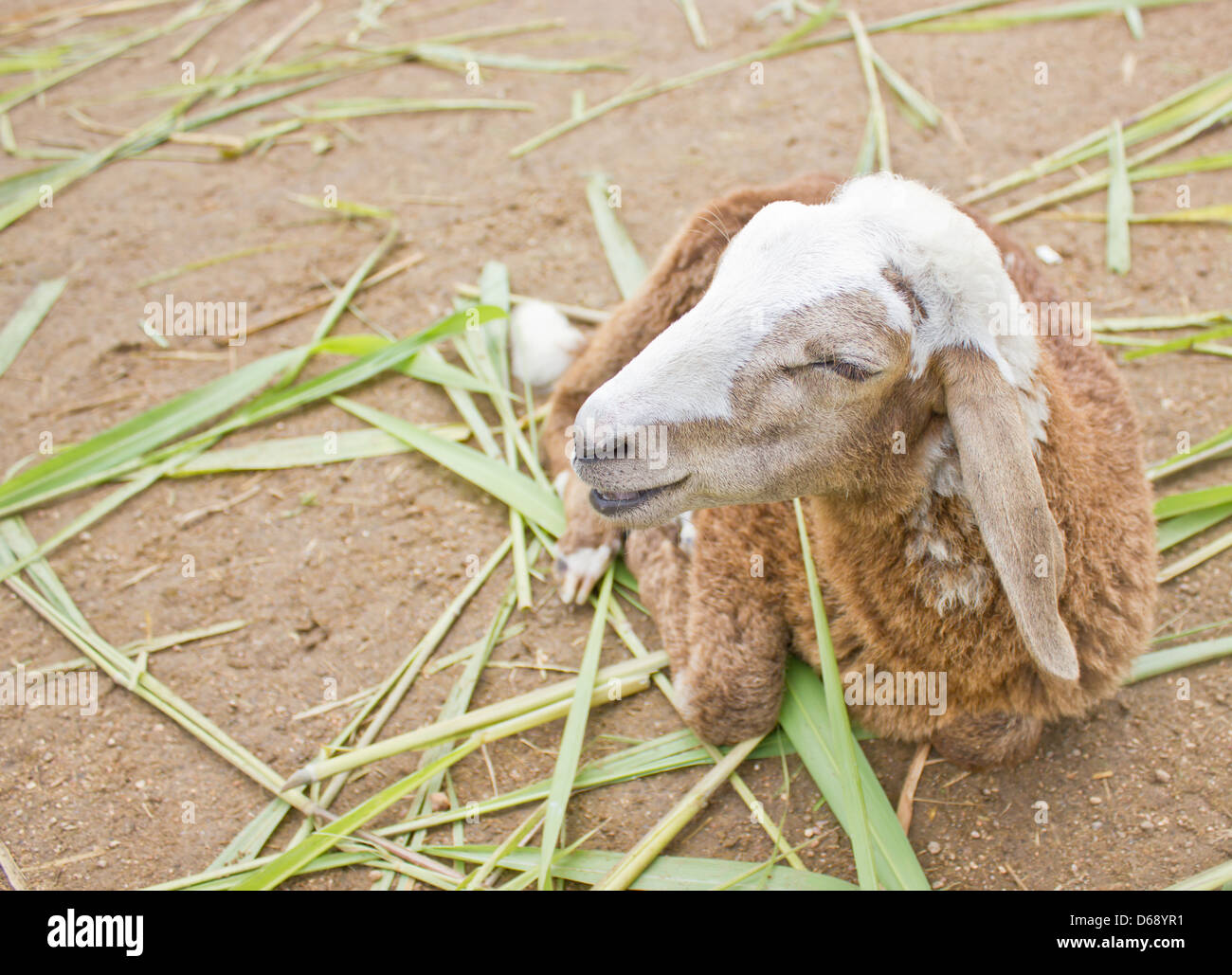 Close up de moutons. Banque D'Images