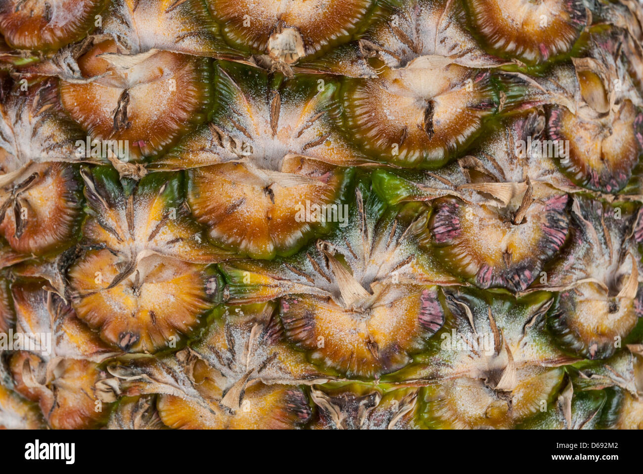 Close-up yeux ananas / texture d'arrière-plan Banque D'Images