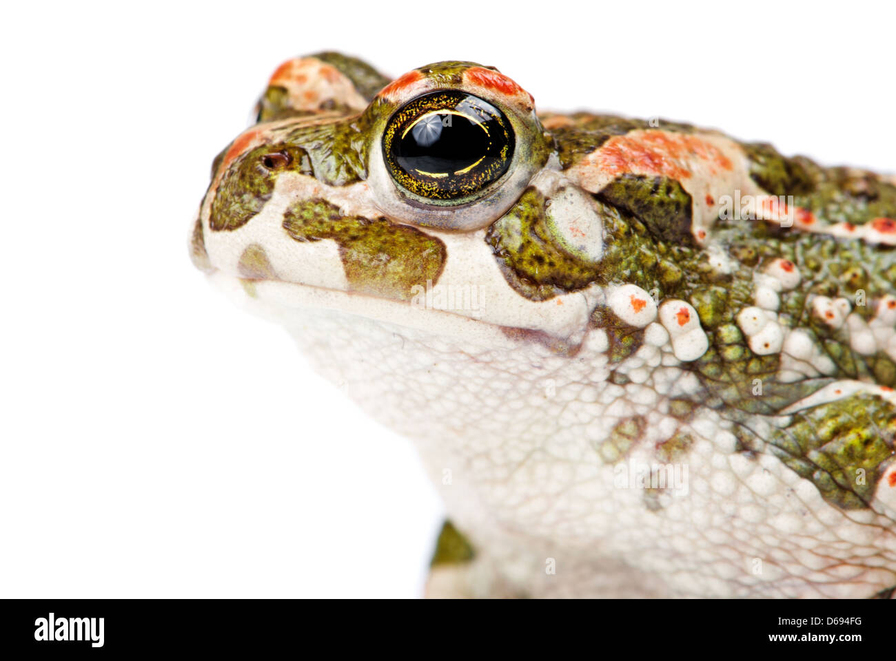 Bufo viridis. Crapaud vert sur fond blanc. Banque D'Images