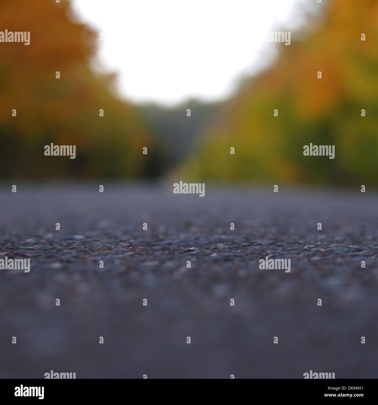 Cette image en gros plan présente les champignons puants de Brittlegill (Russula foetens), caractérisés par leurs couleurs vives et leur aspect distinctif. Ils se trouvent dans les zones boisées et sont reconnus pour leur odeur piquante. Banque D'Images