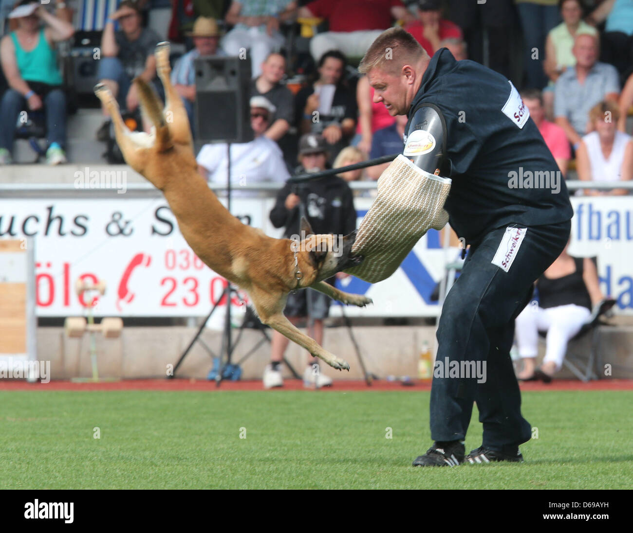 Die Malinois-Hündin «Scheintäter beißt Grappa' einen bei den deutschen Meisterschaften der Gebrauchshunde im Stadion Roter Hügel à Weida am Samstag (04.08.2012) in den Schutzarm. Noch bis Sonntag werden hier die besten Hundeführer und Hunde von insgesamt 56 Teilnehmern aus dem gesamten Bundesgebiet ermittelt. Foto : Bodo Schackow Banque D'Images