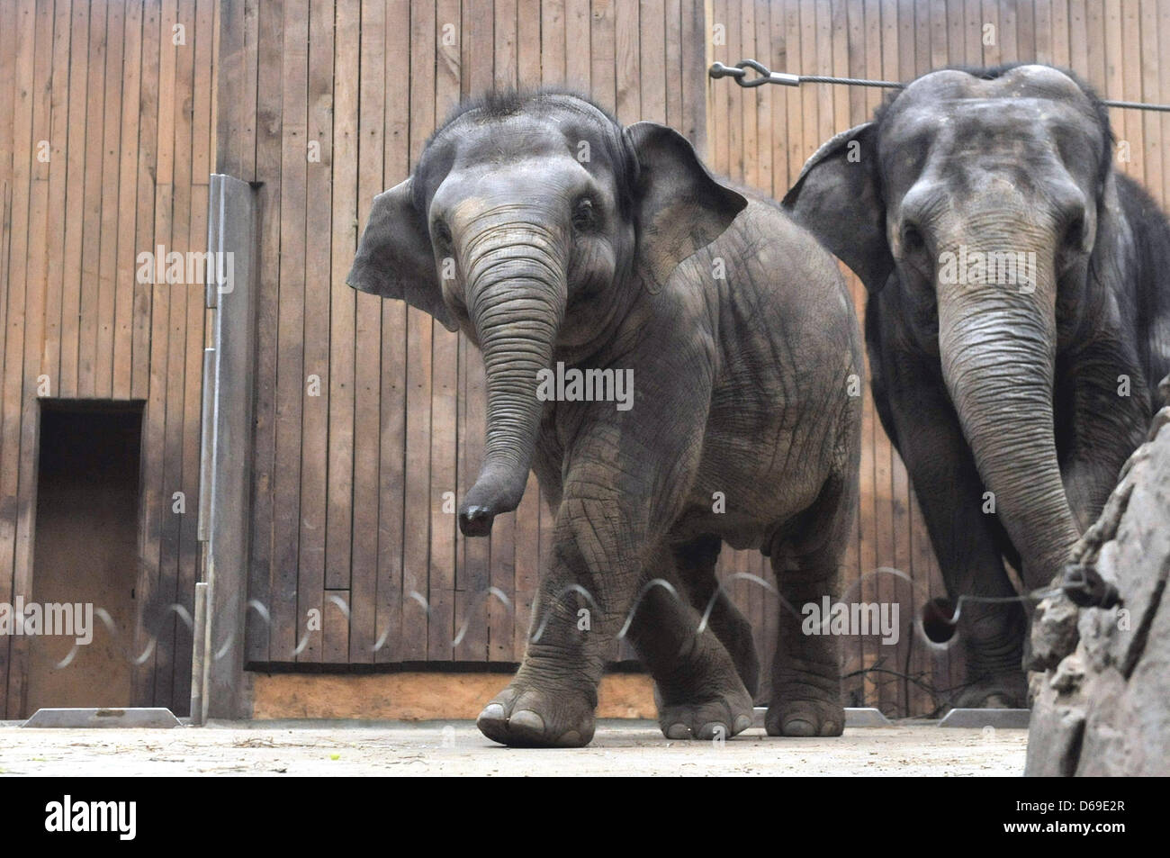 Le jeune éléphant nommé Rashmi, acconpanied Johti par sa mère, a célébré son deuxième anniversaire le 12 avril au zoo d'Ostrava, République tchèque, la célébration a eu lieu le 13 avril 2013. (Photo/CTK Jaroslav Ozana) Banque D'Images