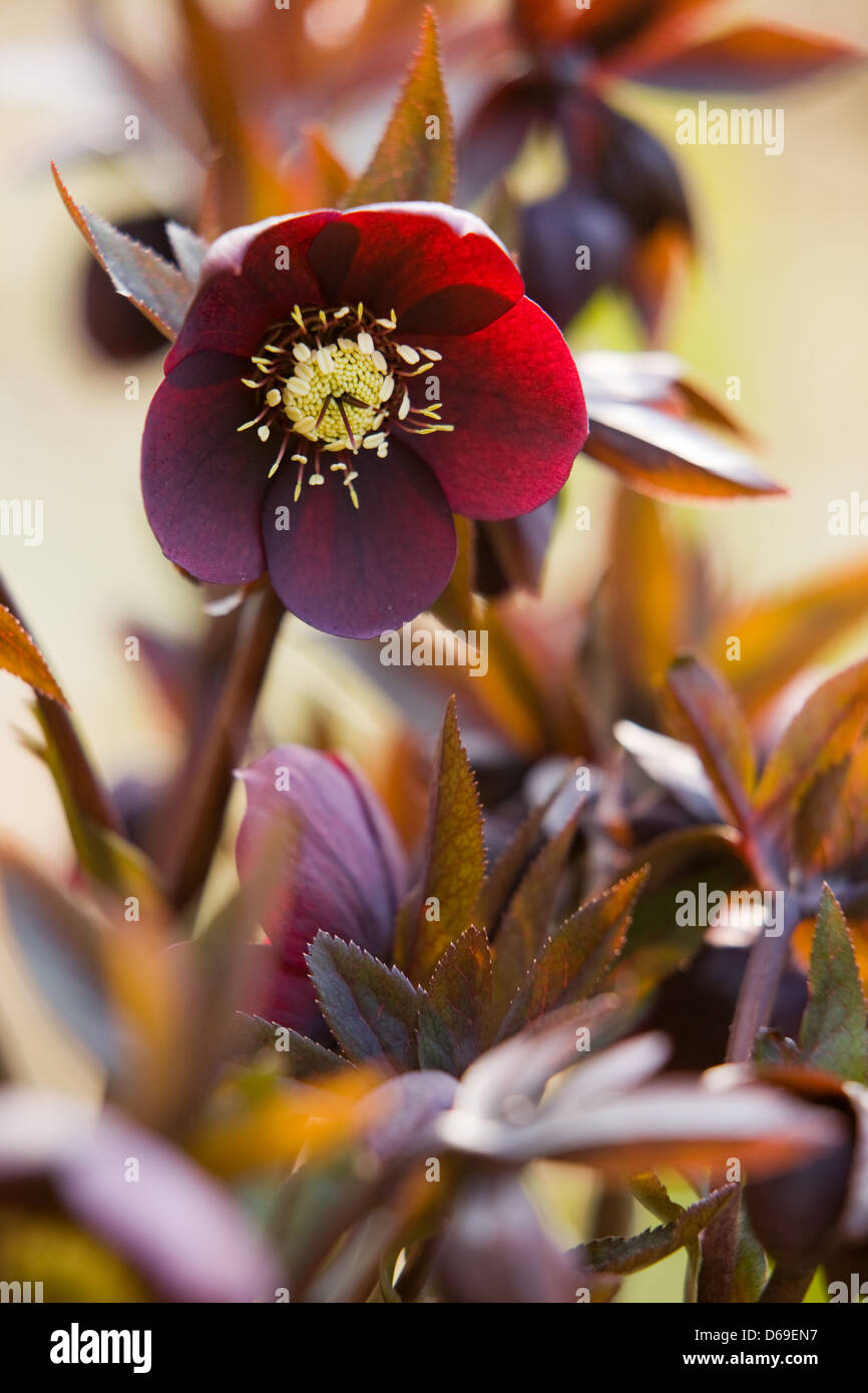 Graines hellébores photographié dans un jardin anglais au printemps soleil Banque D'Images