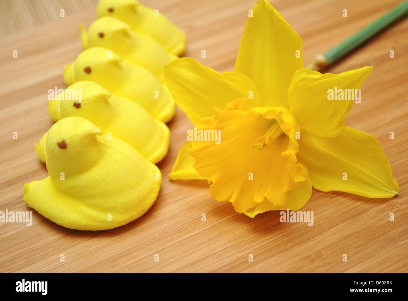 Peeps jaune avec une jonquille Banque D'Images