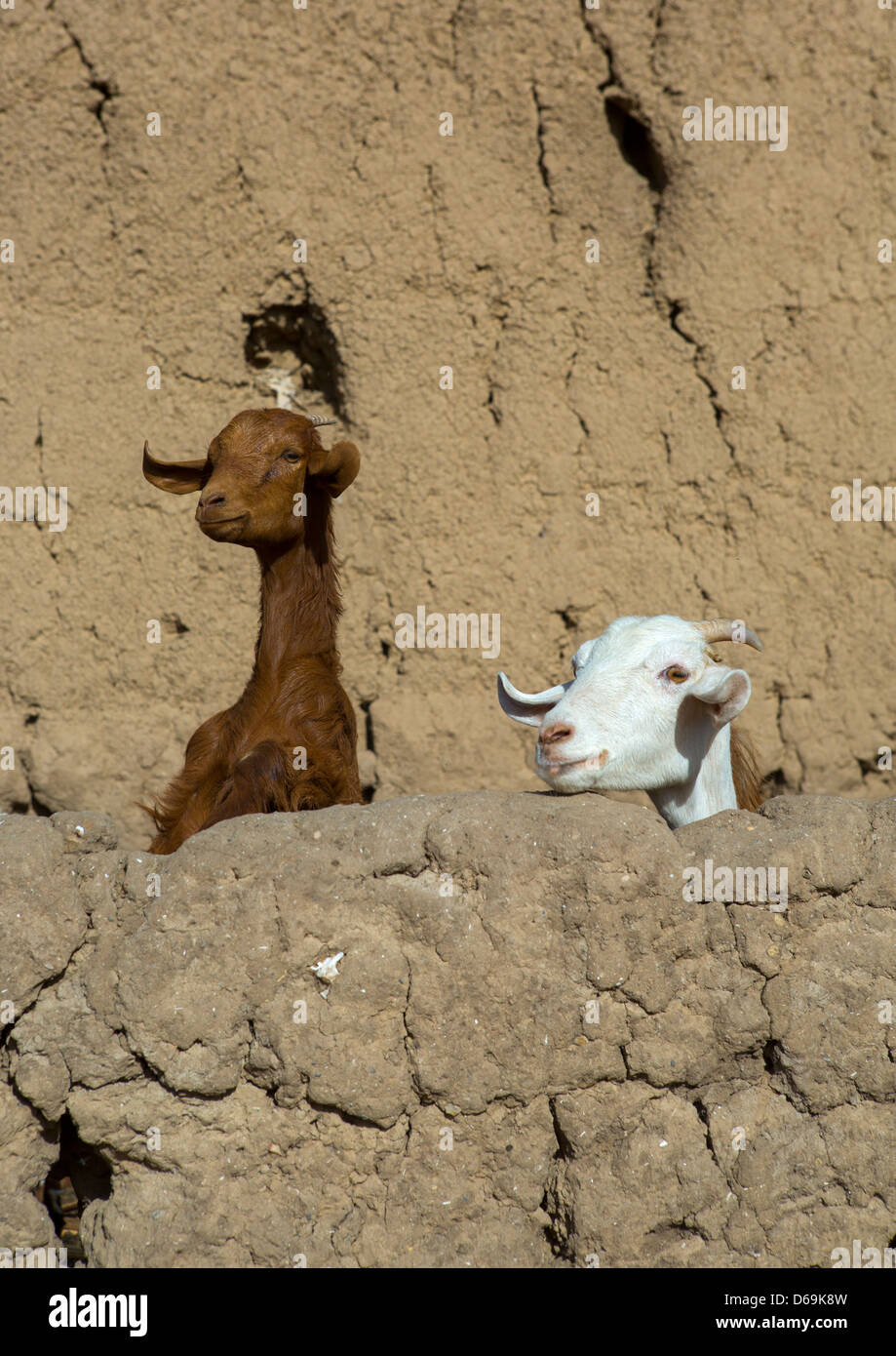 Les chèvres, Sesebi, Soudan Banque D'Images
