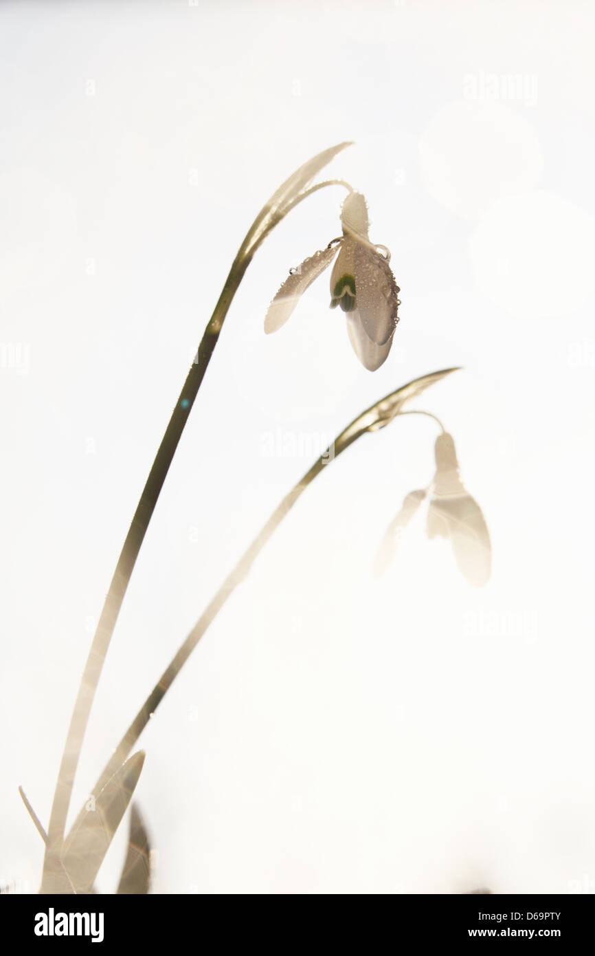 Close up of snowdrop fleurs Banque D'Images