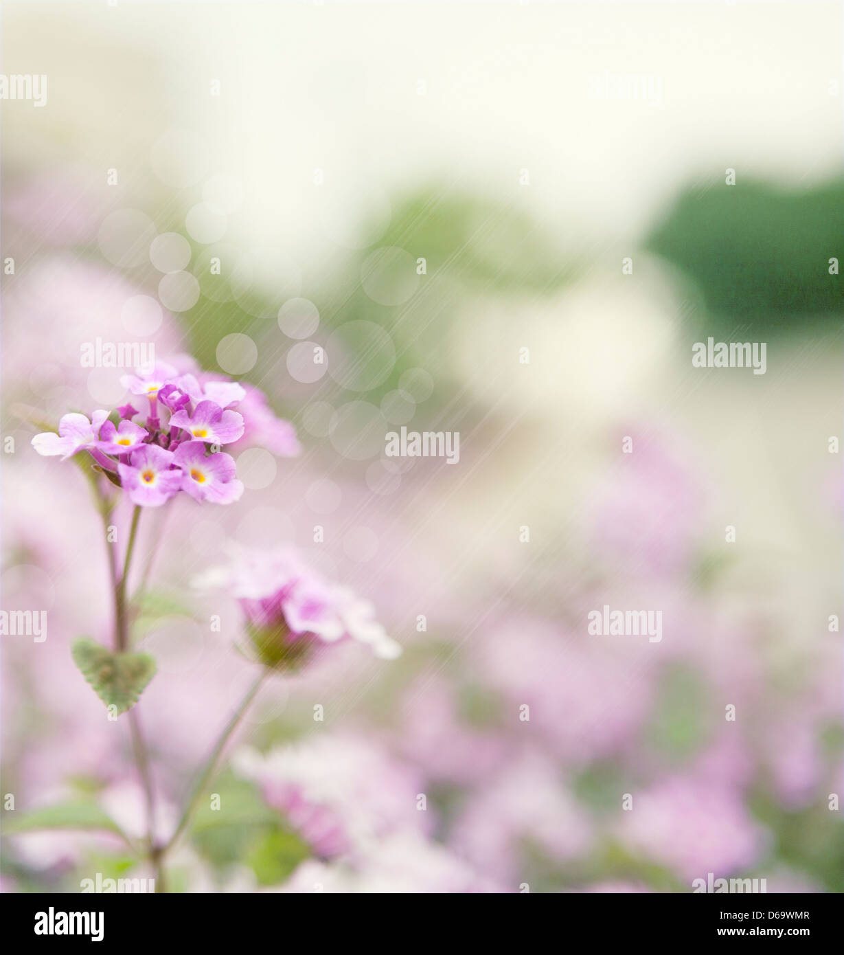 Fleurs violettes avec route en retour Banque D'Images