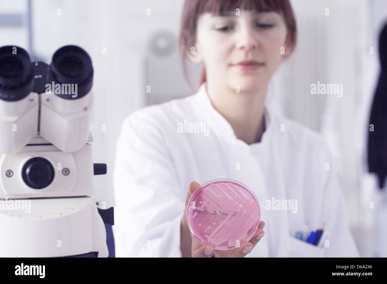 Scientist holding petri dish in lab Banque D'Images