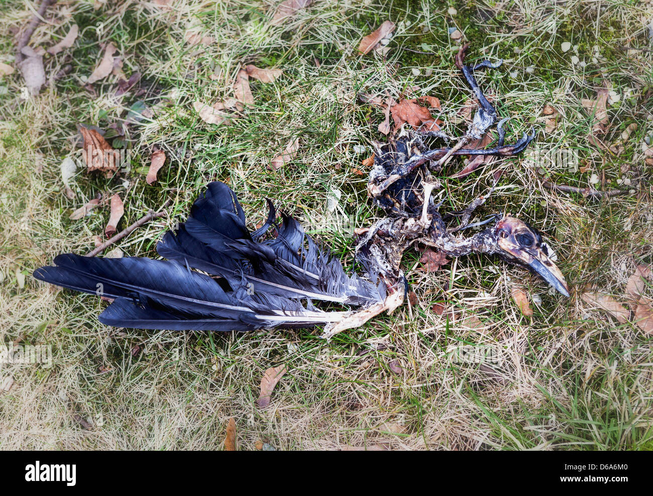 Tout ce qui reste d'un oiseau mort - squelette, crâne et de plumes Banque D'Images