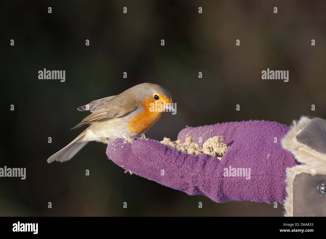 Erithacus rubecula aux abords - Image d'un Robin mangeant d'une main gantée Banque D'Images
