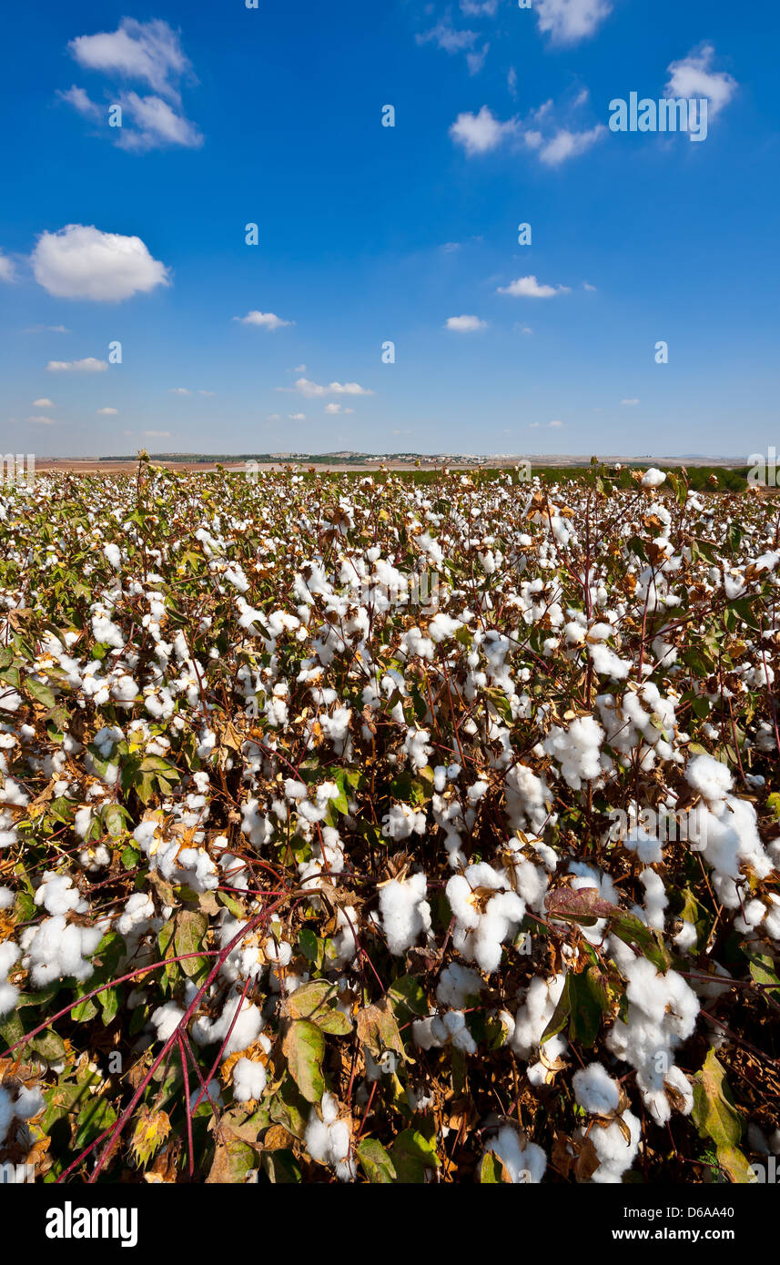 Agriculture Banque D'Images