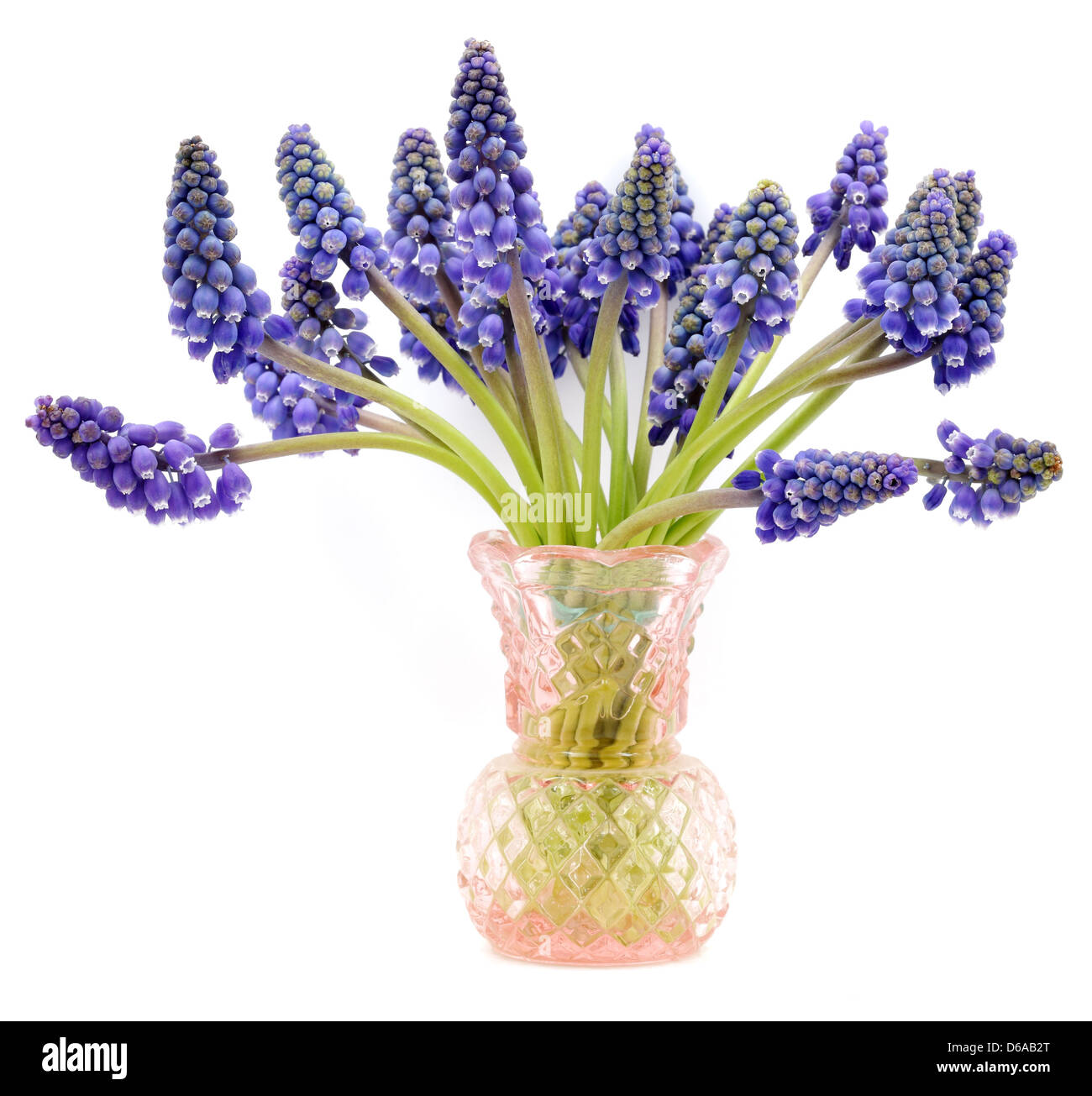 Joli bouquet de muscaris sur fond blanc. Banque D'Images