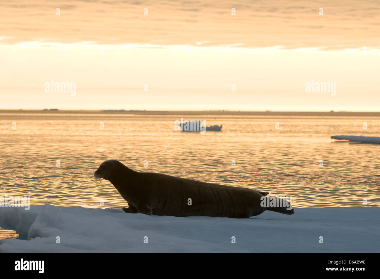 La Norvège, l'archipel du Svalbard, Spitzberg. Silhouette d'un phoque barbu (Erignathus barbatus), adultes, sur la banquise en été. Banque D'Images