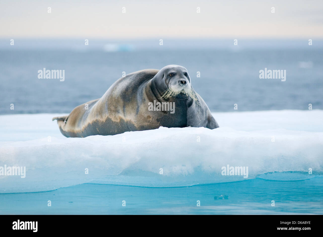 La Norvège, l'archipel du Svalbard, Spitzberg. Le phoque barbu, adultes Erignathus barbatus, sur la banquise en été. Banque D'Images