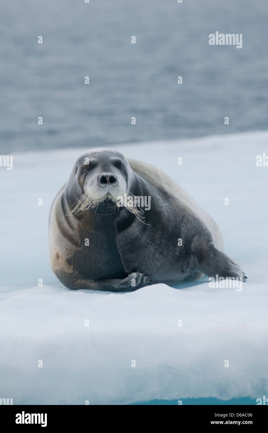 La Norvège, l'archipel du Svalbard, Spitzberg. Le phoque barbu, adultes Erignathus barbatus, sur la banquise en été. Banque D'Images