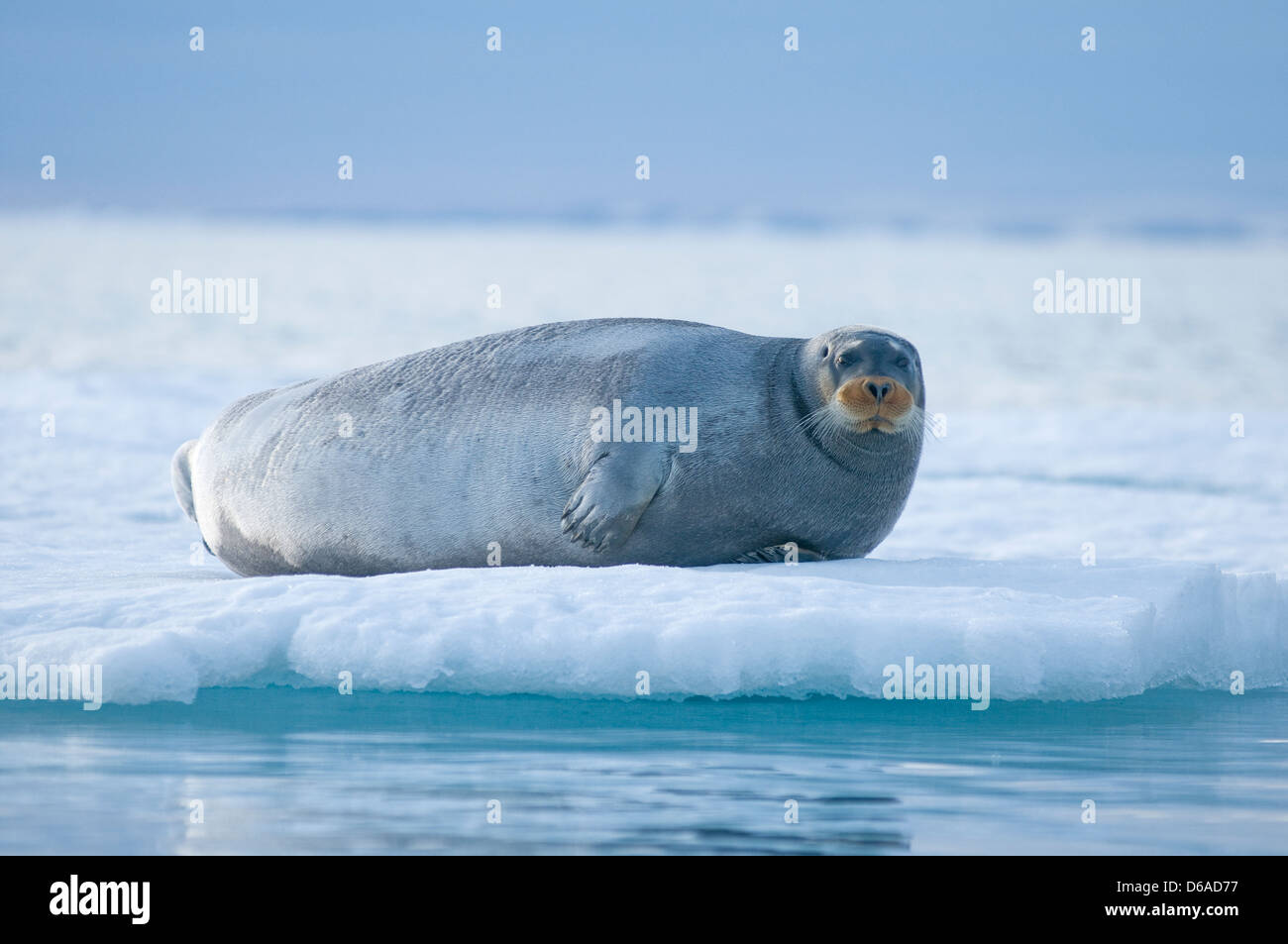 La Norvège, l'archipel du Svalbard, Spitzberg. Le phoque barbu, adultes Erignathus barbatus, sur la banquise en été. Banque D'Images