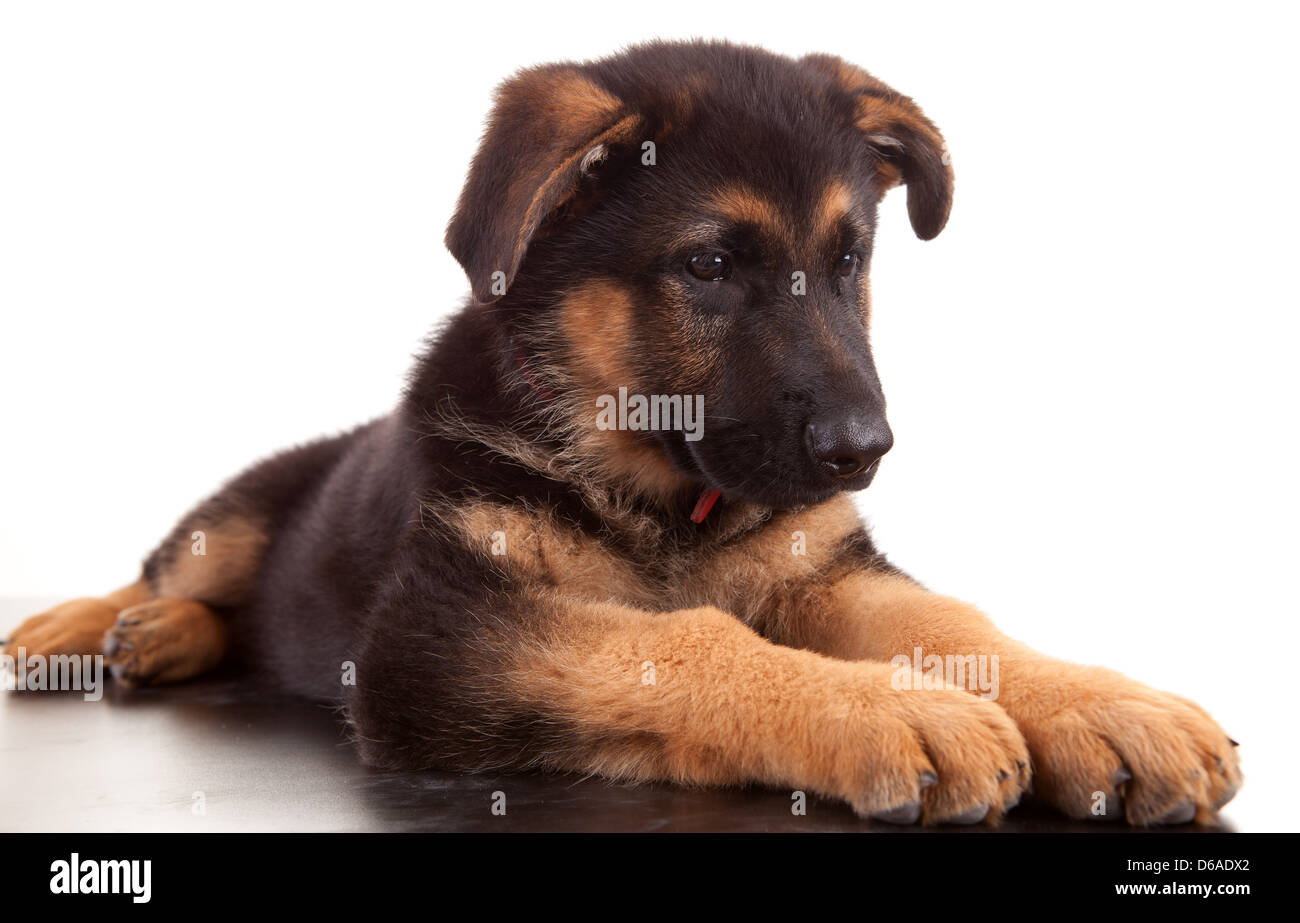 Bebe Berger Allemand Isole Sur Fond Blanc Photo Stock Alamy