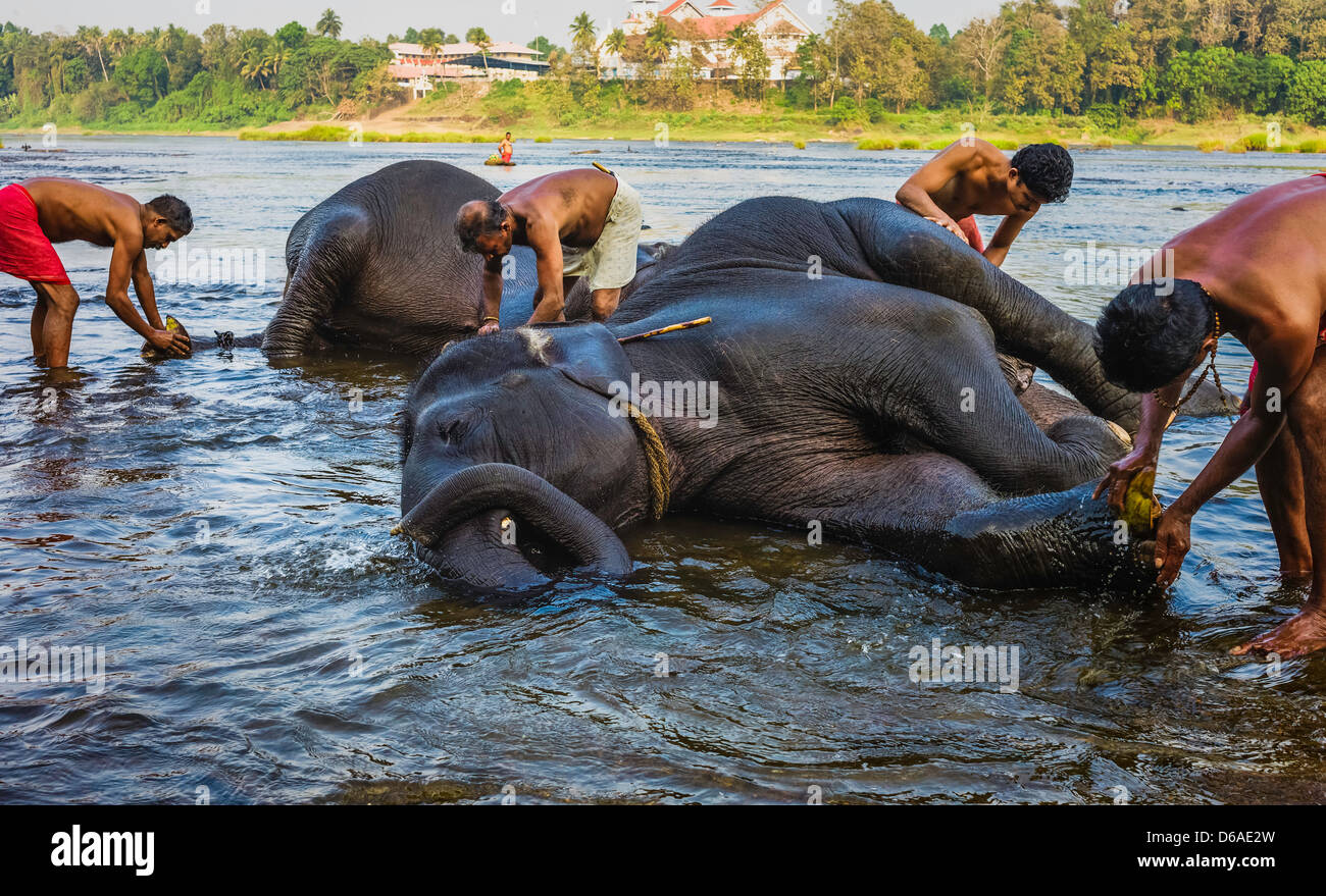 Cornacs, tuteurs et formateurs, se laver les éléphants dans la rivière Periyar à quelques kilomètres de Ernakulum, Kerala, Inde. Banque D'Images