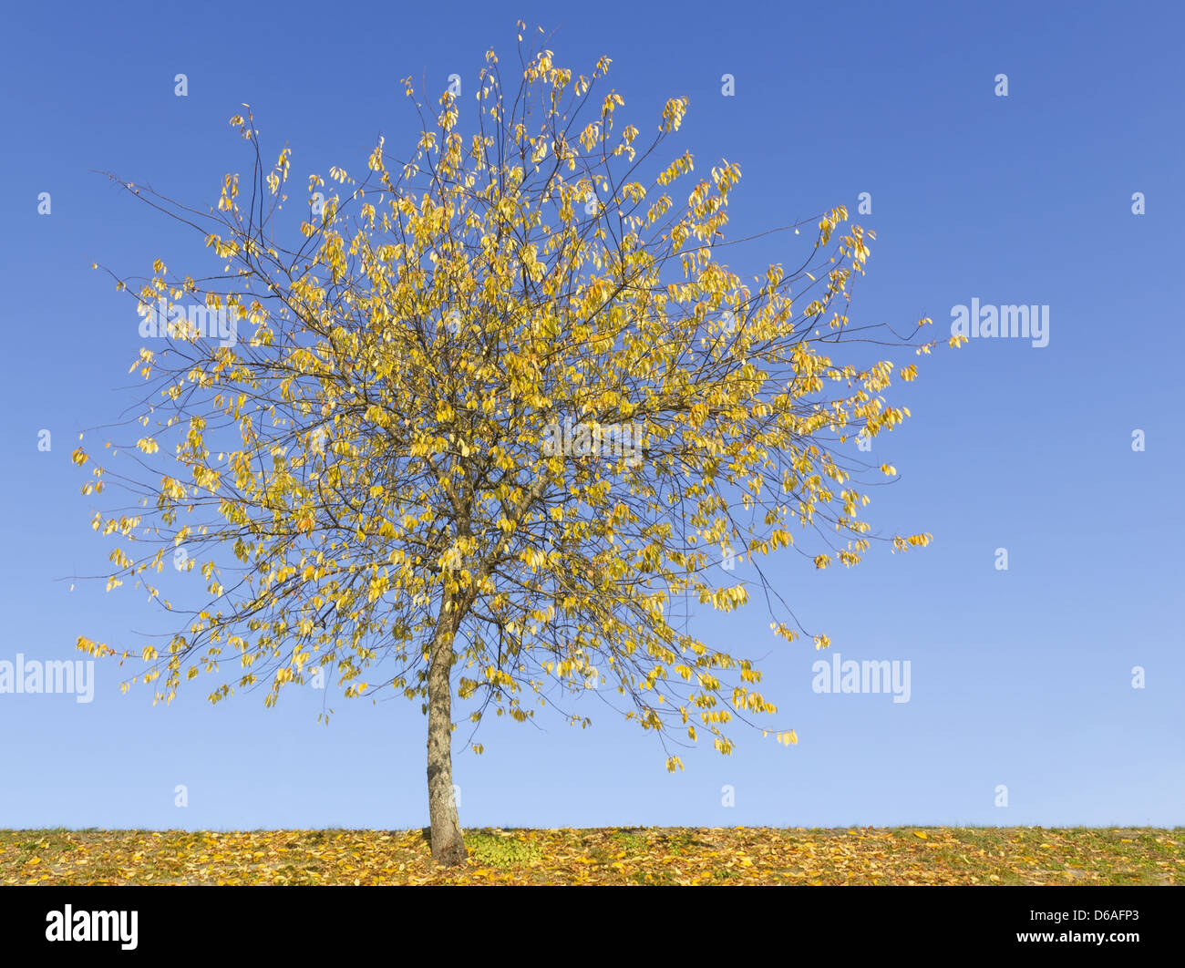Seul arbre jaune contre sur sky Banque D'Images
