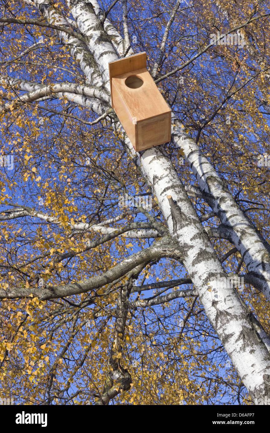 Starling Nichoir Banque D'Images