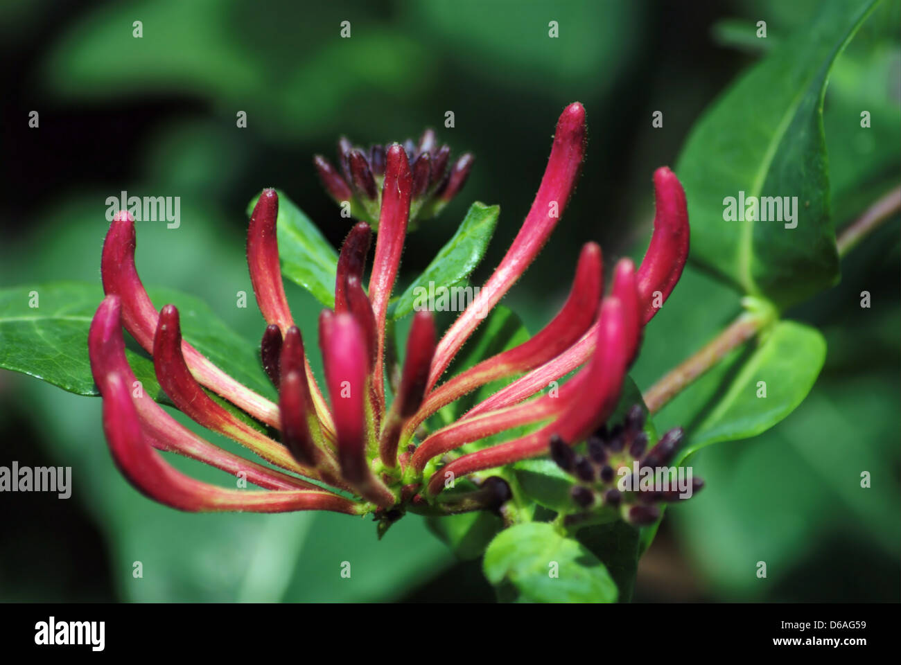 Fleurs de jardin , loropetalum chinois,Evergreen Witch Hazel Banque D'Images