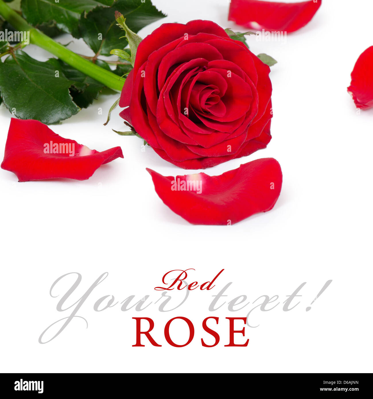 Les roses rouge isolé sur fond blanc Banque D'Images