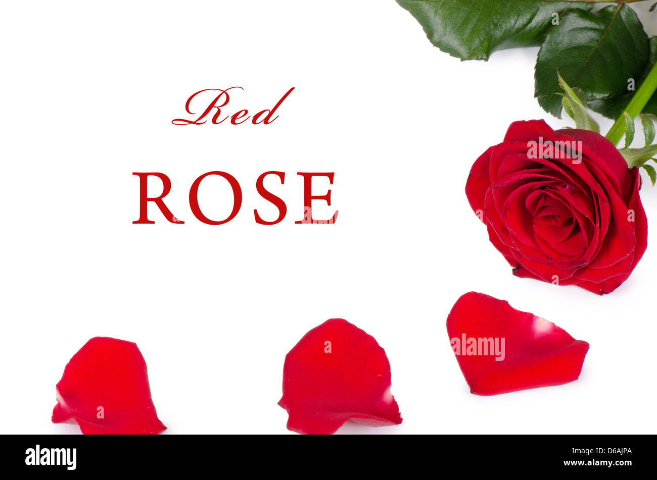 Les roses rouge isolé sur fond blanc Banque D'Images