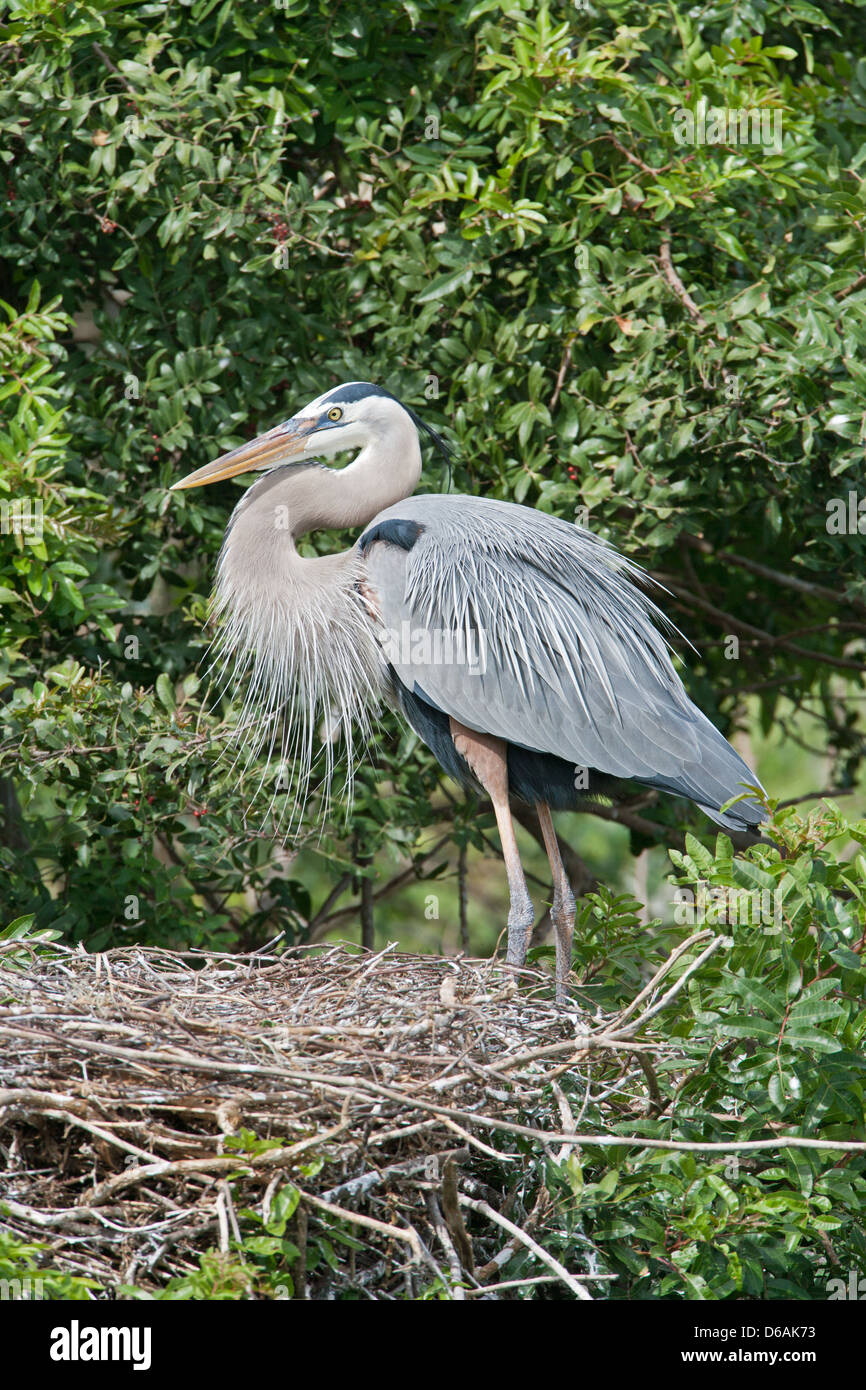 Grand héron bleu sur Nest hérons petit oiseau barboteuse oiseau nature faune environnement vertical Banque D'Images