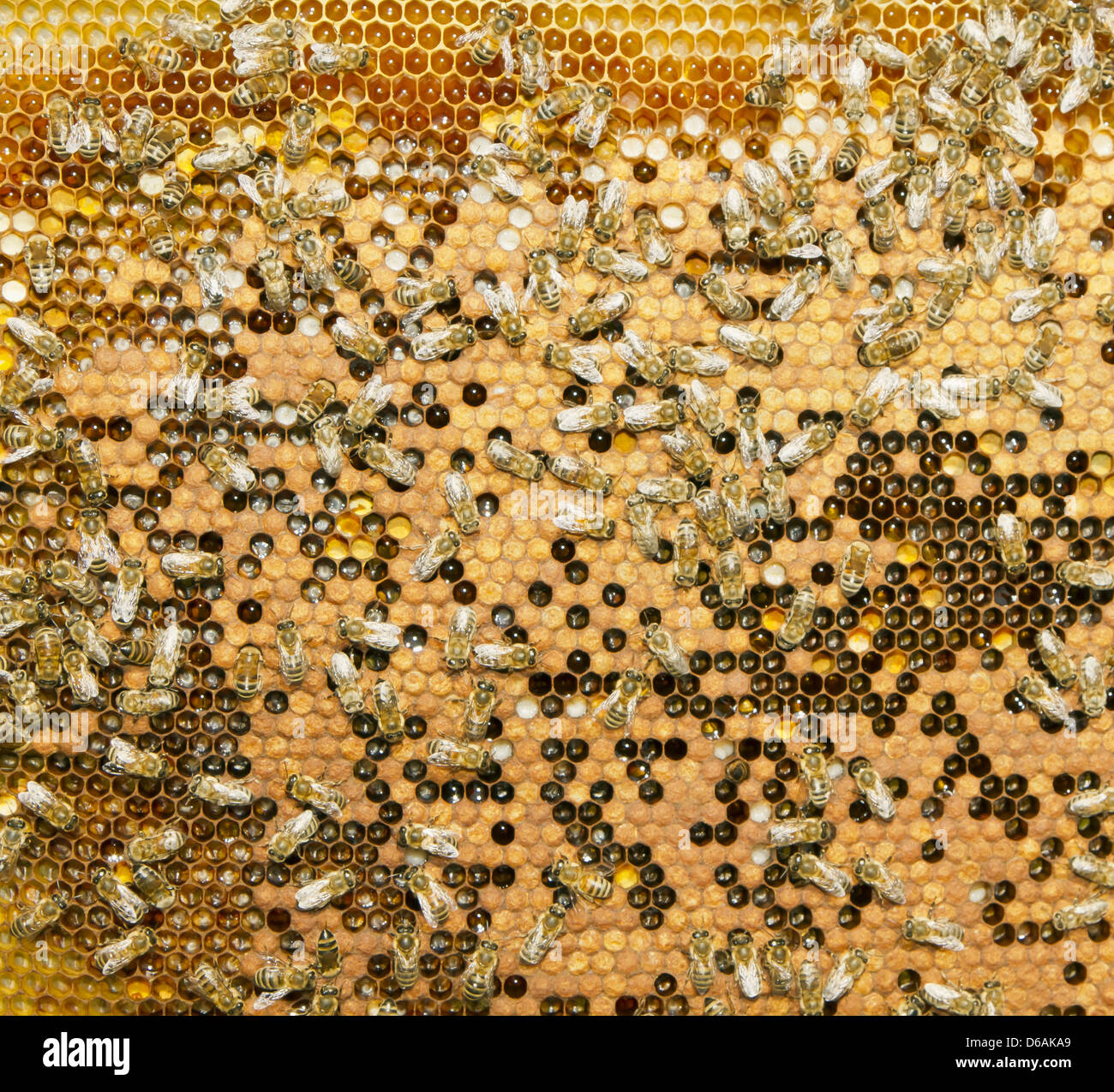 Essaim d'abeilles produisent du miel Banque D'Images