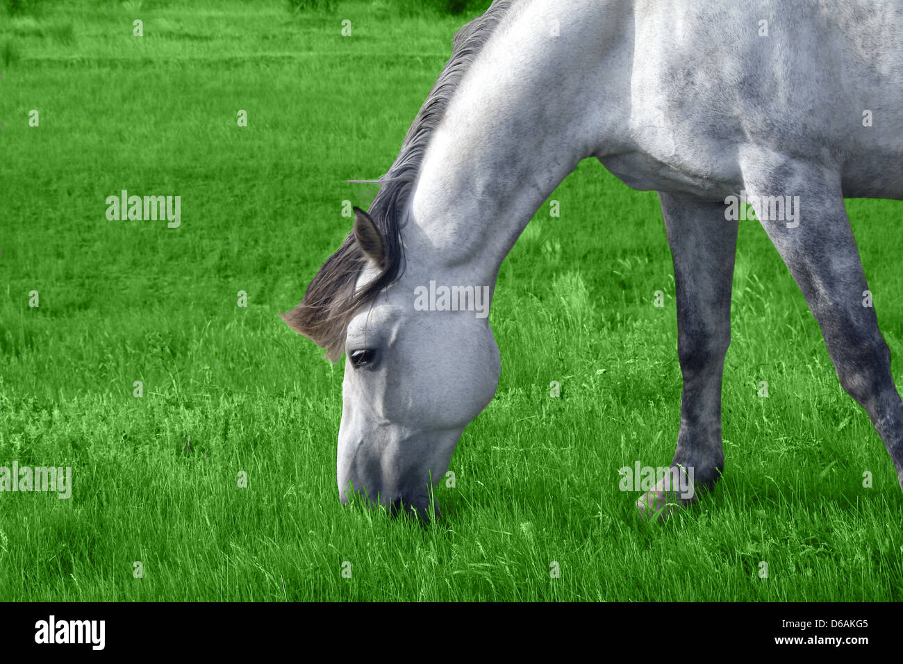 Cheval Arabe blanc dans la prairie Banque D'Images