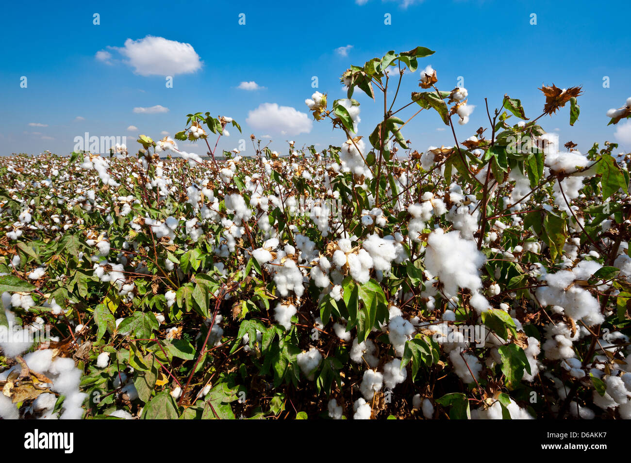 Coton Banque D'Images