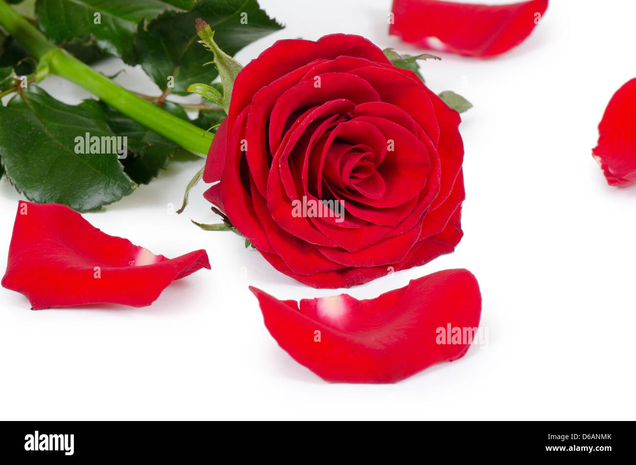 Les roses rouge isolé sur fond blanc Banque D'Images