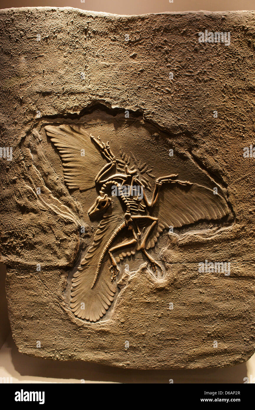 Arqueopterix combustibles, ancêtre des oiseaux modernes, Gran Museo del Mundo Maya museum à Merida, Yucatan, Mexique Banque D'Images