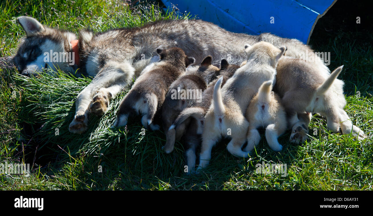 Une femelle chien du Groenland est représenté avec ses six petits chiots à Tasiilaq, district d'Ammassalik, dans l'est du Groenland, le Groenland, le Danemark, le 17 juillet 2012. Les chiens du Groenland sont une race ancienne, qui sont de puissants et lourds, ce qui les construit important pour les chiens de traîneau inuits. Photo : Patrick Pleul Banque D'Images