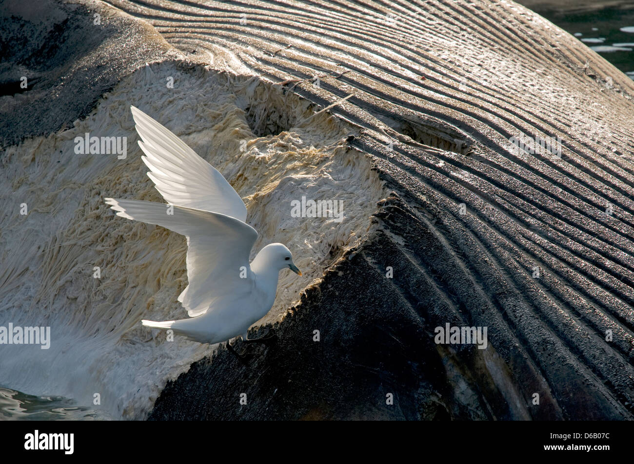 La Norvège, l'archipel du Svalbard, Spitzberg. Mouette, Pageophilia eburnea, élimine la carcasse d'un rorqual commun Balaenoptera Banque D'Images