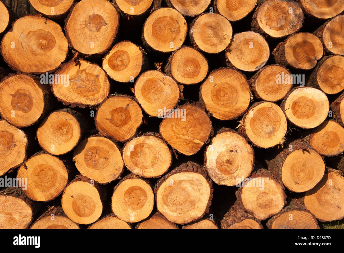 Une pile de couper les troncs des arbres donnant une belle vue sur les anneaux concentriques an Banque D'Images