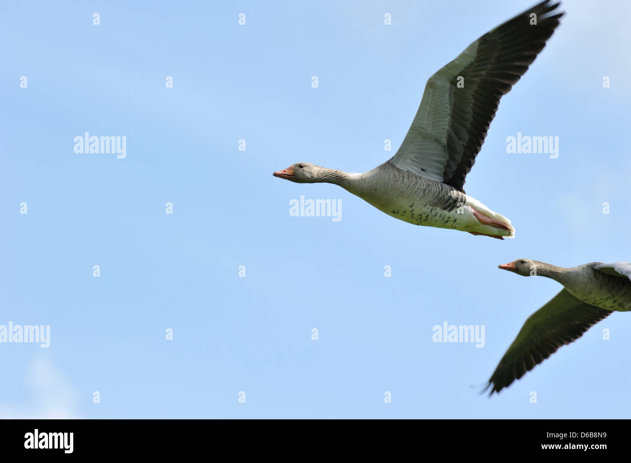 Paire d'oies volant au-dessus contre un ciel bleu clair Banque D'Images