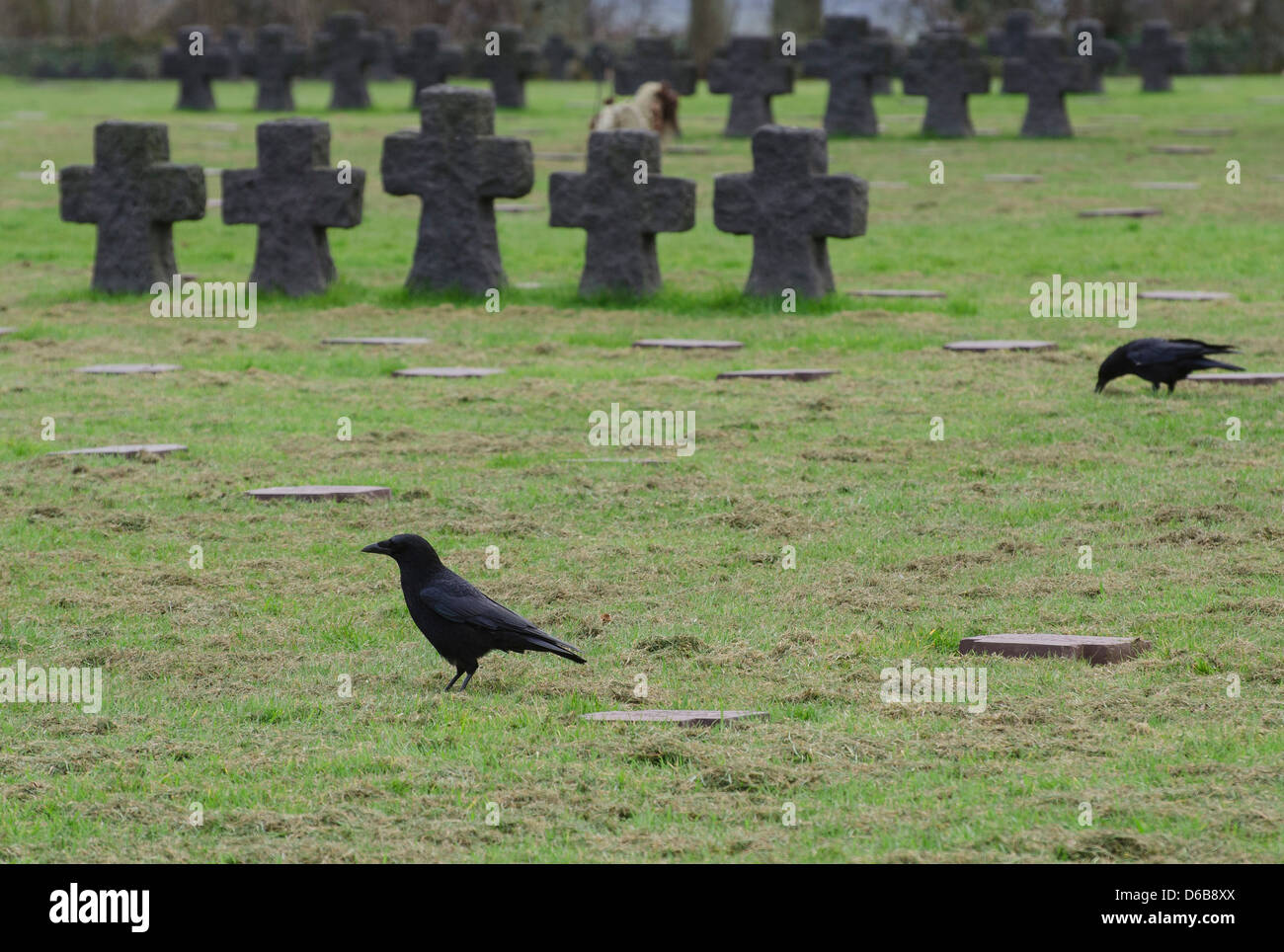 Les corbeaux dans le cimetière militaire allemand à la Cambe. 21 222 soldats allemands (Bataille de Normandie) y sont enterrés. Banque D'Images Les corbeaux dans le cimetière militaire allemand à la Cambe. 21 222 soldats allemands (Bataille de Normandie) y sont enterrés. Banque D'Images