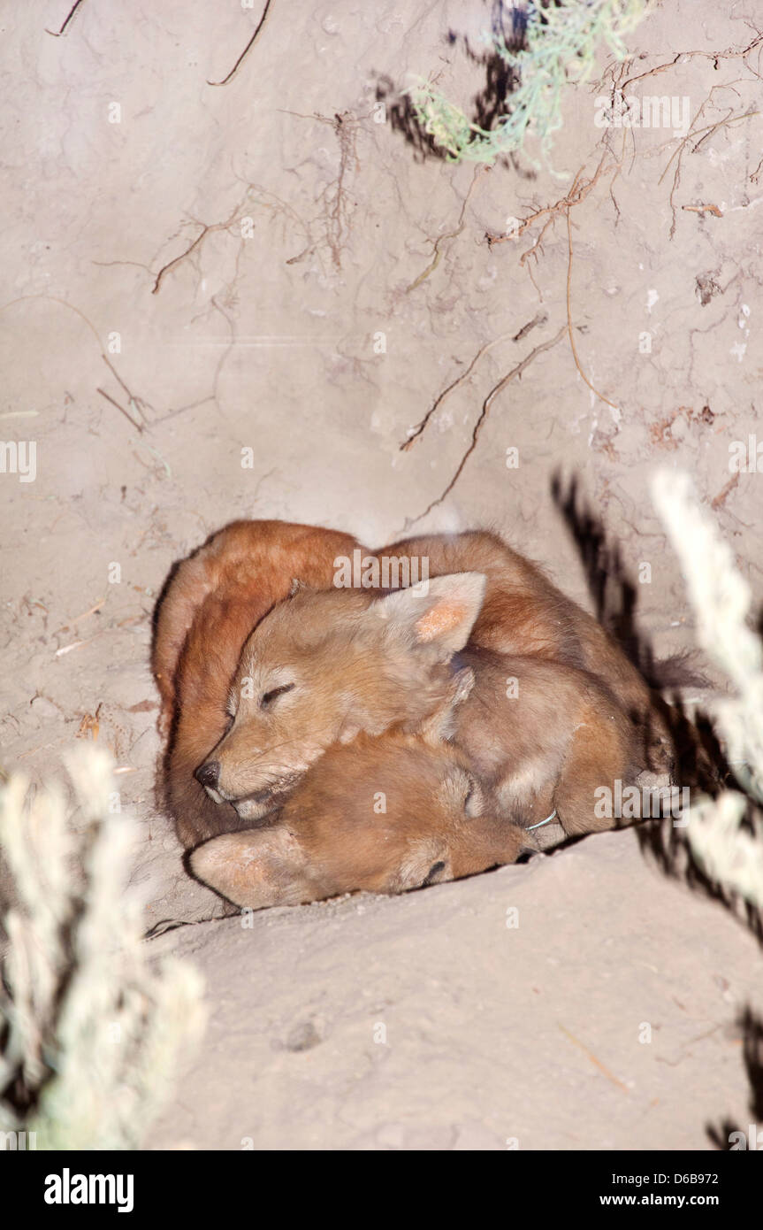 Little Foxes dormir, Natural History Museum, Los Angeles, CA Banque D'Images