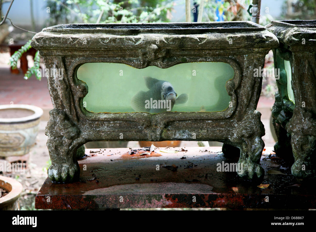 poissons d’aquarium Banque D'Images