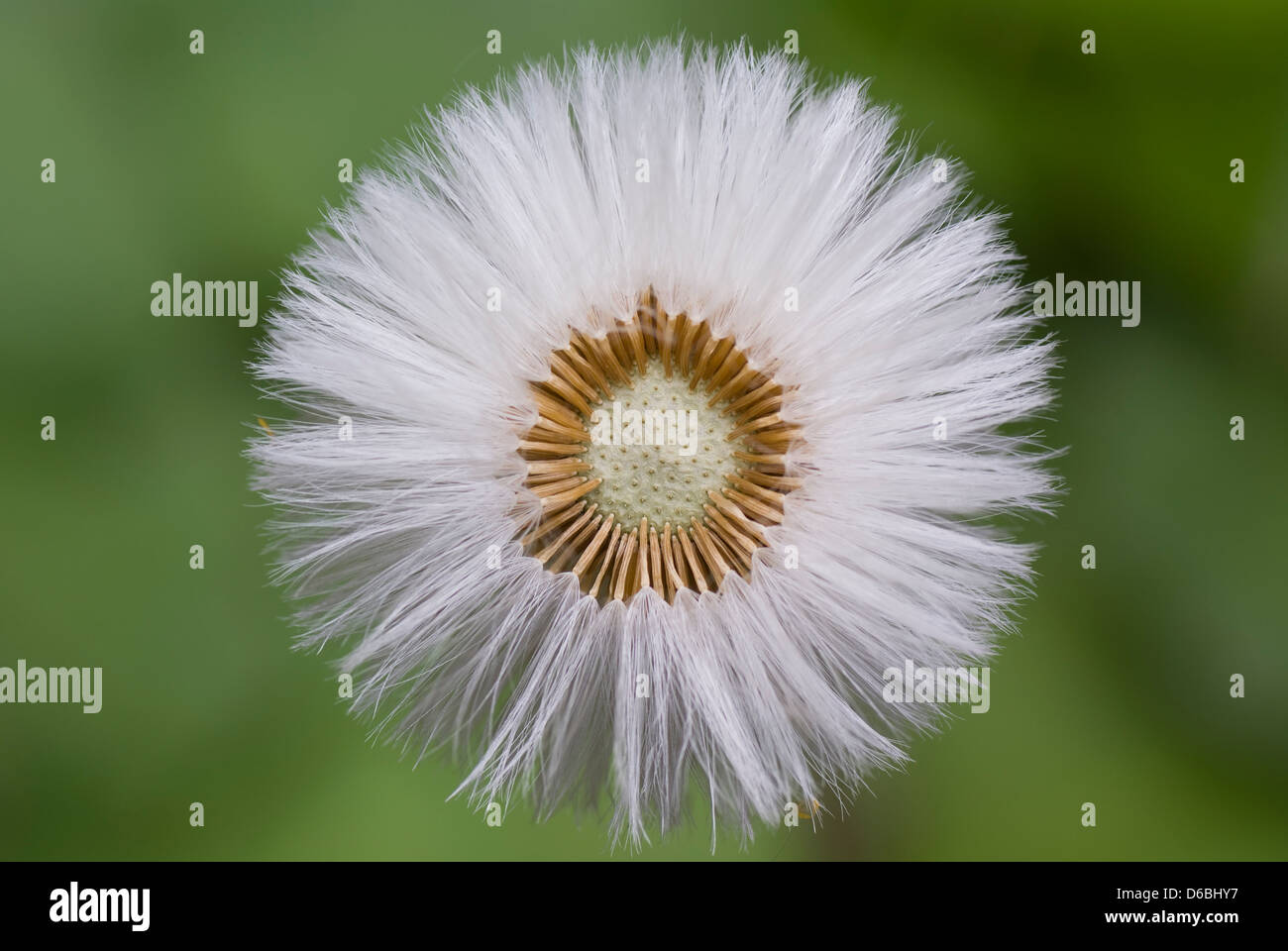 Pissenlit fleur unique, blanc sur fond vert Banque D'Images