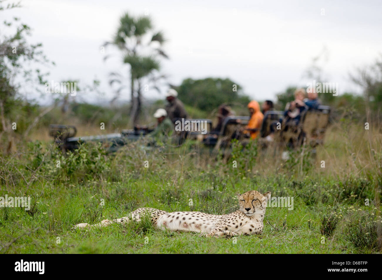 Un guépard femelle dort comme un groupe de touristes passer près de safari. Phinda Game Reserve, Afrique du Sud. Banque D'Images