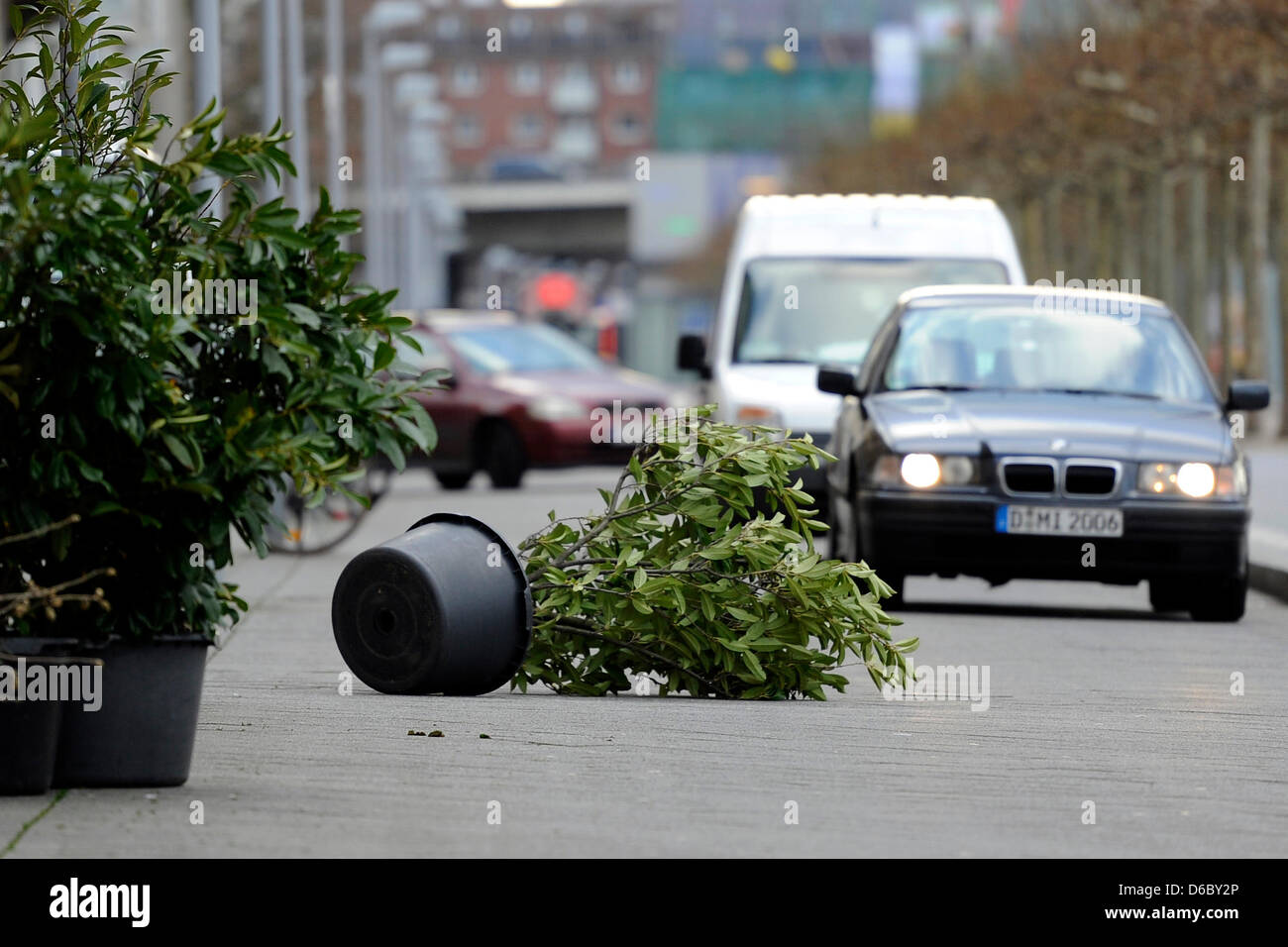 Une fleur à remous a été poussé par la tempête à Duesseldorf, Allemagne, 05 janvier 2012. La dépression orageuse 'Andrea' a largement épargné la Rhénanie du Nord. Il n'y a pas de lourds dommages jusqu'à jeudi après-midi. Photo : MARIUS BECKER Banque D'Images