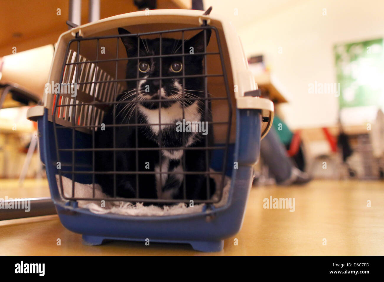 Tom cat Max est assis dans sa cage dans une urgence d'hébergement à Hambourg, Allemagne, 4 septembre 2012. Seconde Guerre mondiale, deux bombes ont été trouvés au cours de fouilles positionné directement au-dessus de l'autre et ont été désamorcées au cours de la nuit. Photo : Malte Chrétiens Banque D'Images