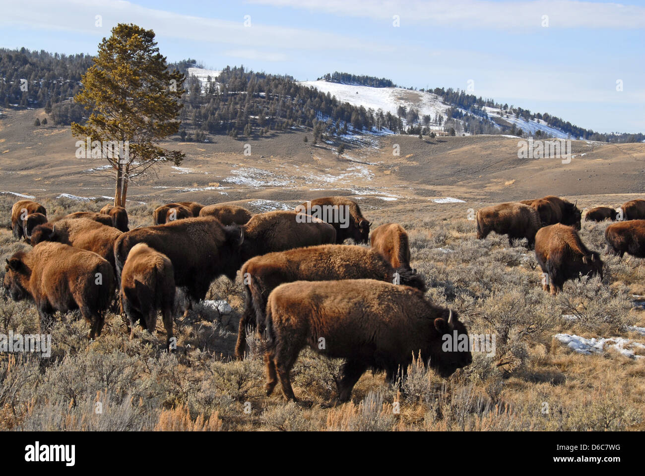 L'élevage de bisons le long de Norris road, NP Yellowstone, Montana Banque D'Images