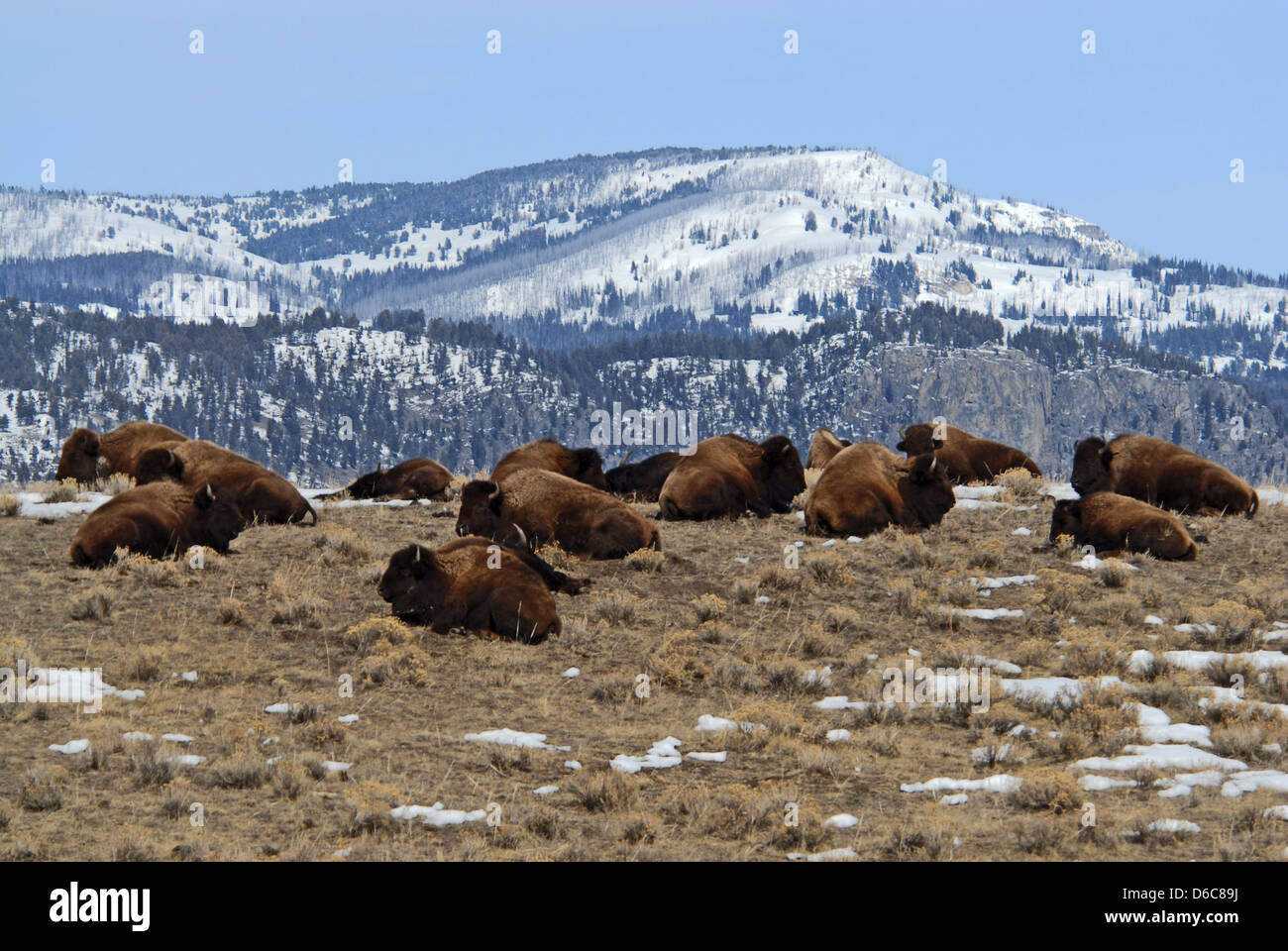 Au repos le troupeau de bisons de la route menant à Norris, la fin de l'hiver, Yellowstone NP. Montana Banque D'Images