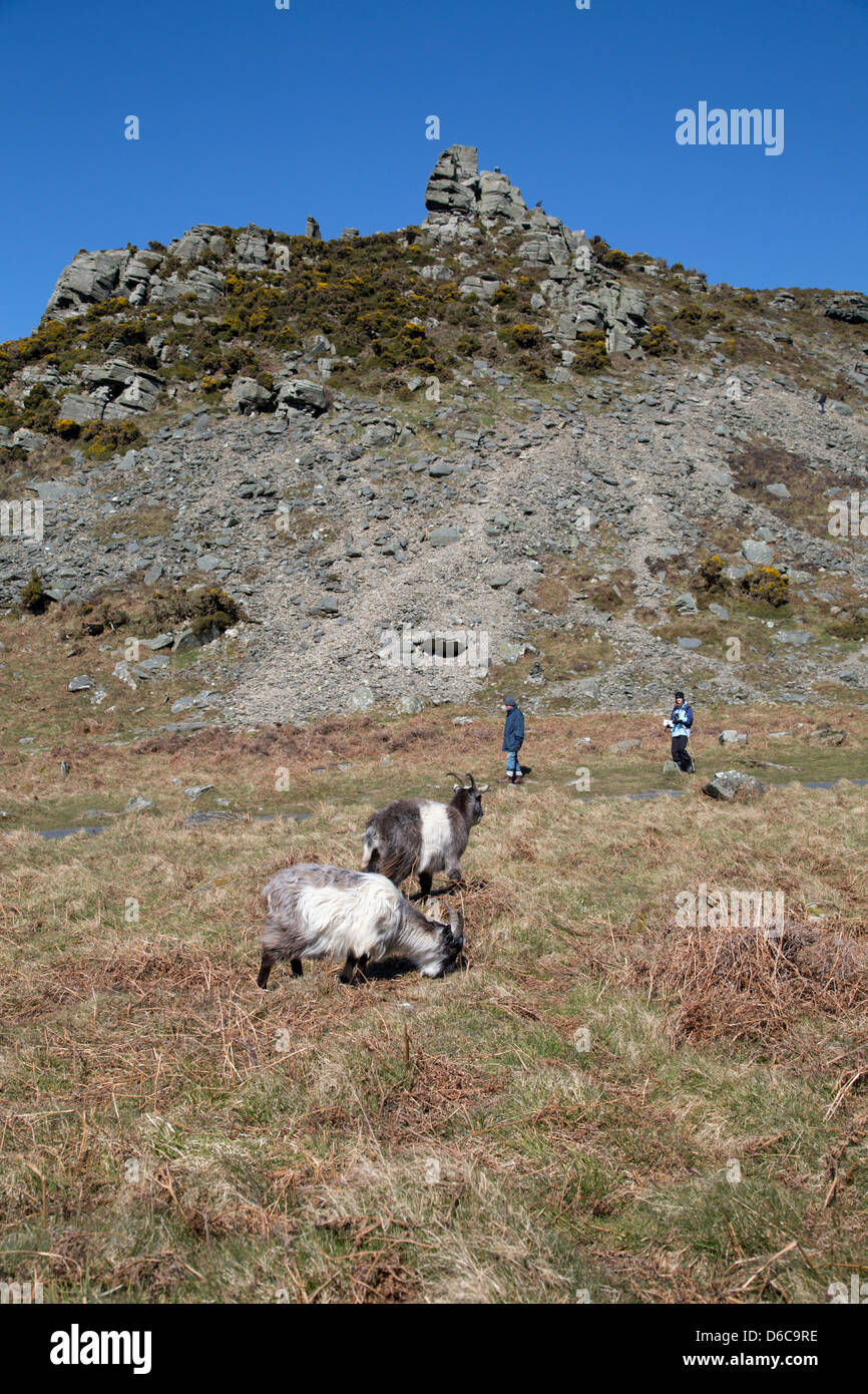 Chèvres ; Capra hircus, Valley of the Rocks ; Lynton, Devon Banque D'Images